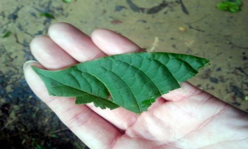 Zdjcie TAJLANDIA / Khao Sok / Dugla / Licie po ktrych mona chodzi cay dzie....