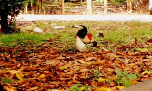 Zdjęcie TAJLANDIA / Si Salathaia  / park / Tajlandia kogucia = kogut tajski