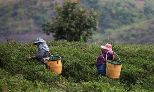 Zdjecie TAJLANDIA / Chiang Rai / Measalong / Na herbacianej plantacji