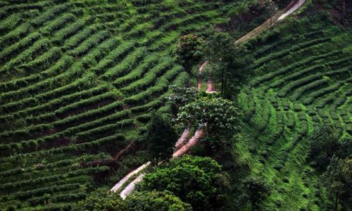 Zdjęcie TAJLANDIA / Chiang Rai / Maesalong / Herbatka