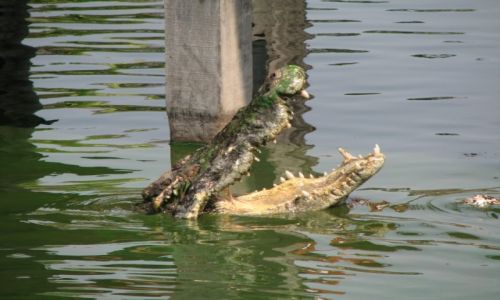 Zdjecie TAJLANDIA / Bangkok / Samut Prakan / Crocodile Farm