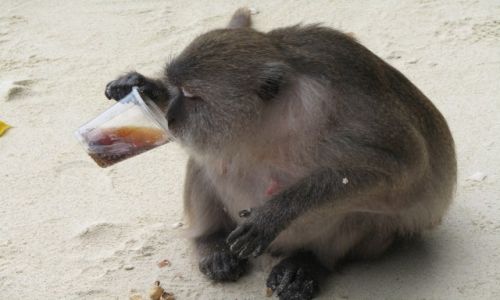 Zdjecie TAJLANDIA / Phuket / wysepka koo Phi Phi / Spragniona mapka