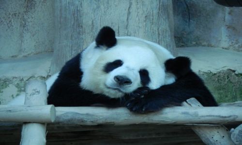 Zdjecie TAJLANDIA / chiang mai / ... / panda