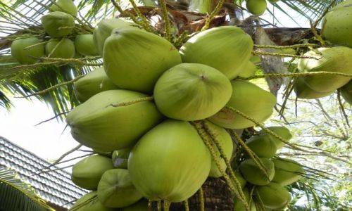 Zdjecie TAJLANDIA / chiang rai / ... / kokosowo