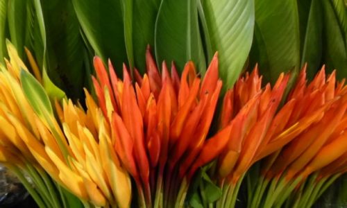 Zdjęcie TAJLANDIA / Bangkok / Night flowers market / egzotycznie kolorystycznie