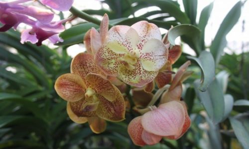 Zdjecie TAJLANDIA / Okolice Chiang Mai / Ogrd orchidei / Orchidea