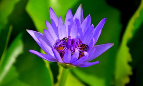 Zdjcie TAJLANDIA / Bangkok / Phu Khao Thong / nelumbo...