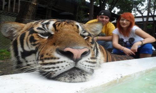 Zdjecie TAJLANDIA / Chiang Mai / Tiger Kingdom / Tiger Kingdom