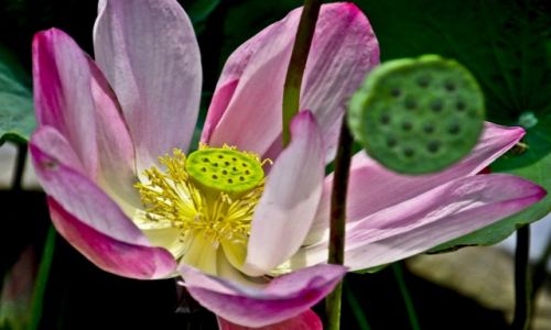 Zdjęcie TAJLANDIA / - / Bangkok / Kwiat lotosu