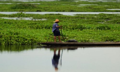 Zdjęcie TAJLANDIA / - / Thale Noi bird reserve / Relaks wsrod lotosu