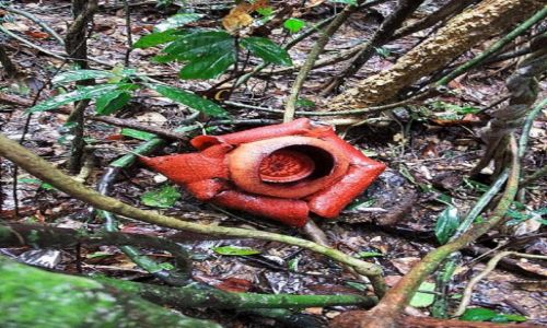 Zdjcie TAJLANDIA / - / Khao Sok NP / Rafflesia kerri w rozkwicie