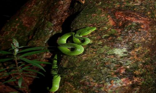 Zdjecie TAJLANDIA / - / Khao Sok NP / Bliskie spotkanie na trekkingu w dzungli