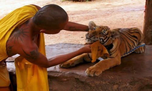 Zdjecie TAJLANDIA / - / Kanchanaburi / Sanktuarium tygrysa