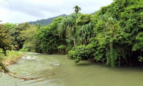 Zdjcie TAJLANDIA / - / Khao Sok NP / Wielka zielen dzungli
