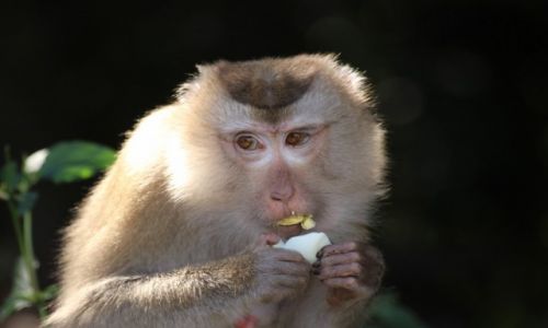 Zdjecie TAJLANDIA / Khao Yai / Khao Yai / jajeczko