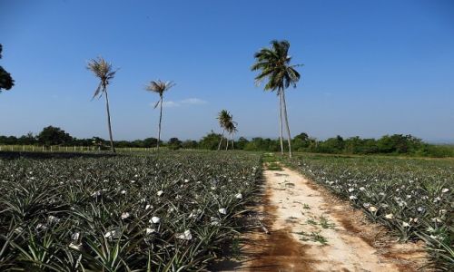Zdjcie TAJLANDIA / Zatoka Tajlandzka / okolice Hua Hin / plantacja ananasw