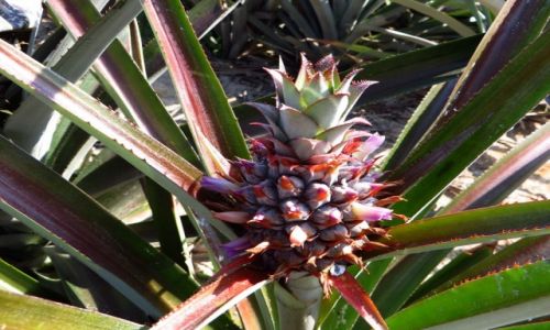Zdjcie TAJLANDIA / Zatoka Tajlandzka / okolice Hua Hin / plantacja ananasw