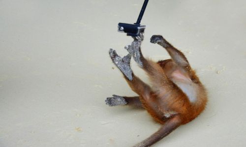 Zdjcie TAJLANDIA / Koh Phi Phi / Monkey Beach / mapy robi mapie figle..