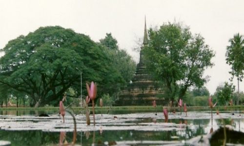 Zdjcie TAJLANDIA / Sukhothai / Stare Sukhothai / Kwiaty
