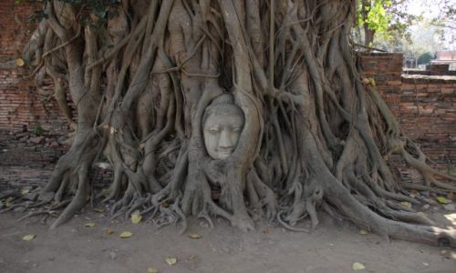 Zdjecie TAJLANDIA / Ajutthaja / Wat Mahathat / Budda w drzewie
