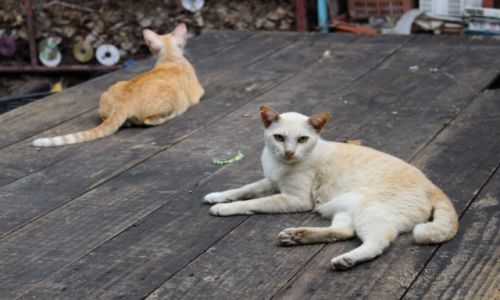 Zdjcie TAJLANDIA / Bangkok / Targ rybny / Na czatach