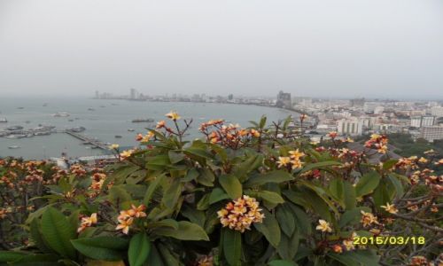 Zdjecie TAJLANDIA / - / Pattaya / Pattaya