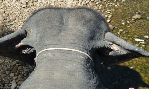 Zdjecie TAJLANDIA / -tajlandia / tajlandia / na sloniu