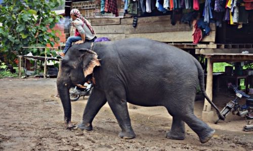Zdjecie TAJLANDIA / Chiang Mai / Chiang Mai / Tajski przewz