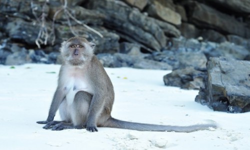 Zdjcie TAJLANDIA / PhiPhi Island / phi / Boss