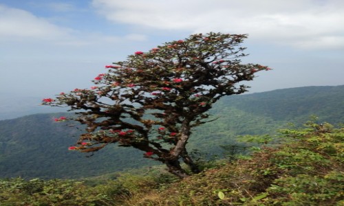 Zdjecie TAJLANDIA / Chiang Mai / Kew Mae Pan Nature Trail / Rododendron, drzewo tysica r. 