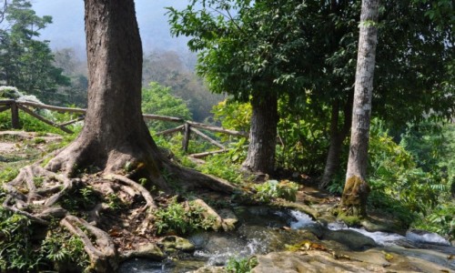 Zdjecie TAJLANDIA / pnoc  / na pnoc od Chiang Mai / A strumyk pynie przez zielony las
