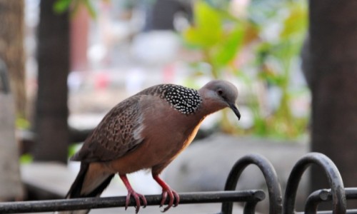Zdjcie TAJLANDIA / pnoc / Chiang Mai / Ciekawski