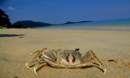 Zdjcie TAJLANDIA / Surat Thani / Ko Samui / Krabik