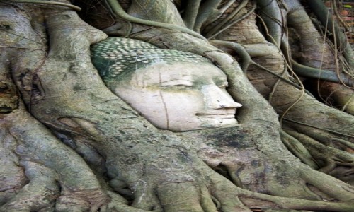 Zdjecie TAJLANDIA / Ayutthaya / Ayutthaya / W objciach natury.
