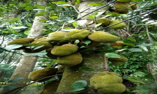 Zdjecie TAJLANDIA / Krabi / Krabi / Chlebowiec