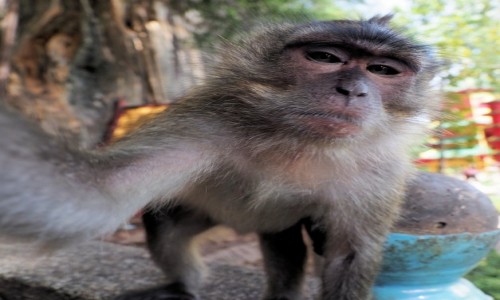 Zdjecie TAJLANDIA / KRABI / Zatoka Krabi / Mapi rd-5
