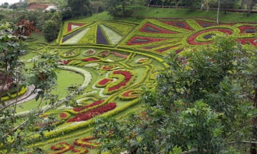 Zdjecie TAJLANDIA / Prowincja Chiang Rai  / Mae Salong  / Ogrody 