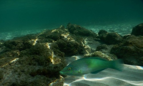 Zdjecie TAJLANDIA / Krabi / Koh Ngai / Gdzie wszyscy?