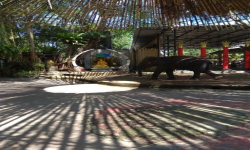 Zdjecie TAJLANDIA / Phuket / Phuket / 🐘
