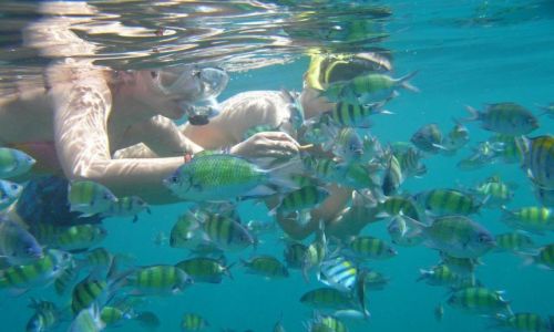 Zdjęcie TAJLANDIA / Ko Phi Phi Lay / Maya Bay / przyjazne rybki