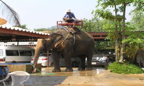 Zdjecie TAJLANDIA / Ko Chang / słoniarnia / myjnia:)