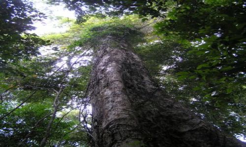 Zdjęcie TAJLANDIA / ko chang / las deszczowy / drzewko