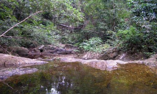 Zdjęcie TAJLANDIA / ko chang / las deszczowy / w głębi wyspy