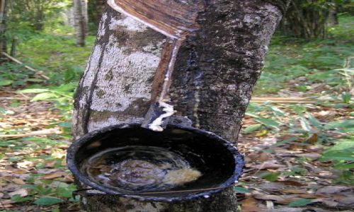 Zdjecie TAJLANDIA / ko chang / las deszczowy / latex