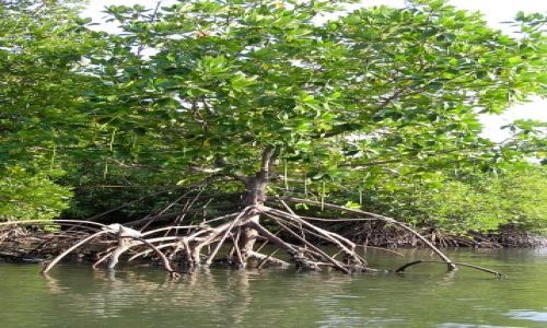 Zdjęcie TAJLANDIA / Morze Andamańskie / Ko Jum / namorzyny