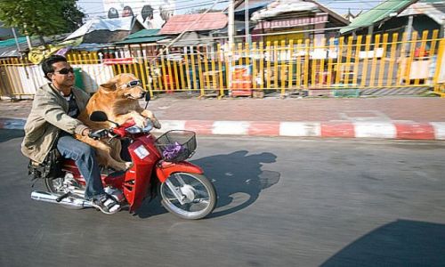 Zdjecie TAJLANDIA / brak / CHIANG MAI Migawki z ulicy / Fotka 7