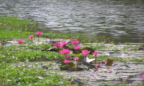 TAJLANDIA / pnoc Tajlandii / Sukhotai / kwiaty Tajlandii 1