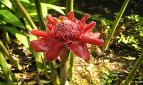 Zdjcie TAJLANDIA / pnoc Tajlandii / okolice Chiang Mai / kwiaty Tajlandii 3