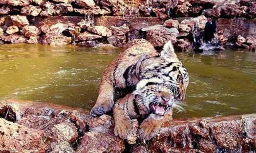 Zdjęcie TAJLANDIA / Kanchanaburi / Tiger Temple / Tiger Temple