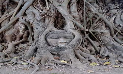 Zdjecie TAJLANDIA / Ayutthaya / Ayutthaya / Uwieziony Budda